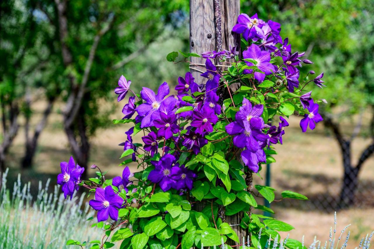 Sunny House Villa Smokovic Dış mekan fotoğraf